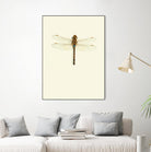 Dragonfly I by Incado on GIANT ART - multicolor animals; floral/still life