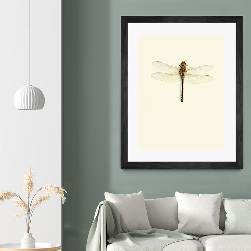 Dragonfly I by Incado on GIANT ART - multicolor animals; floral/still life
