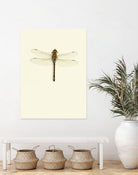 Dragonfly I by Incado on GIANT ART - multicolor animals; floral/still life