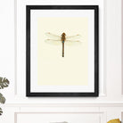 Dragonfly I by Incado on GIANT ART - multicolor animals; floral/still life