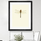 Dragonfly I by Incado on GIANT ART - multicolor animals; floral/still life