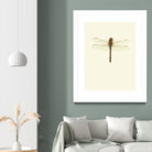 Dragonfly I by Incado on GIANT ART - multicolor animals; floral/still life