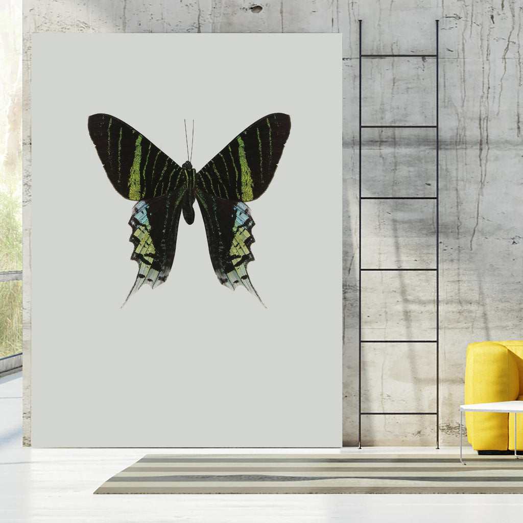 Green butterfly by Incado on GIANT ART - multicolor animals; floral/still life