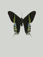 Green butterfly by Incado on GIANT ART - multicolor animals; floral/still life