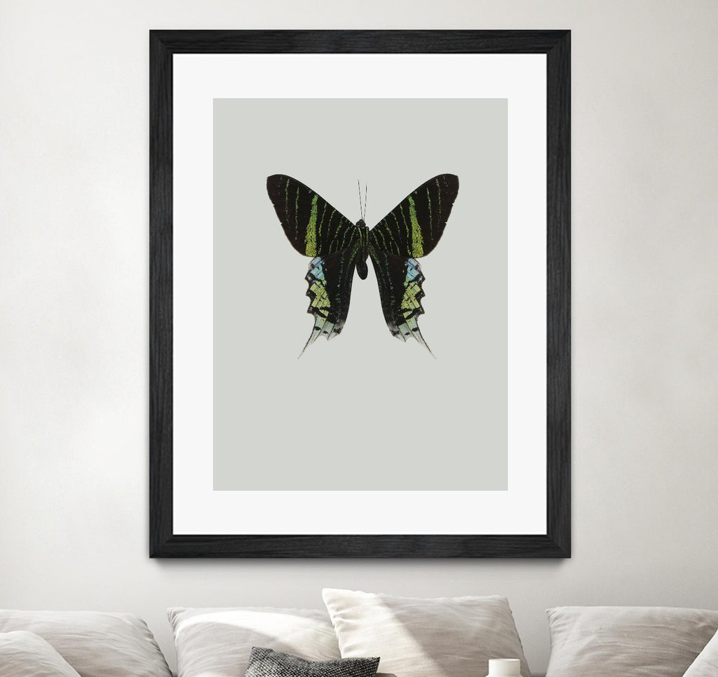 Green butterfly by Incado on GIANT ART - multicolor animals; floral/still life