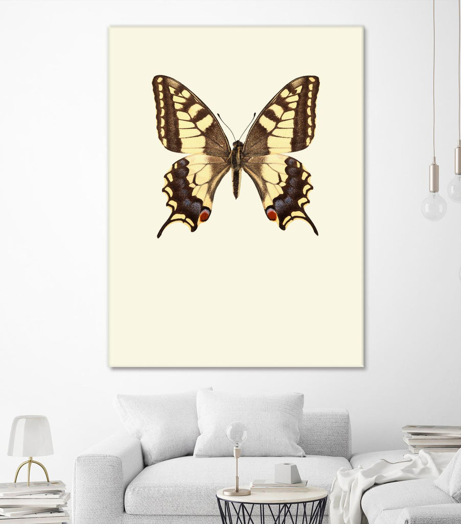 Papilio machaon by Incado on GIANT ART - multicolor animals; floral/still life