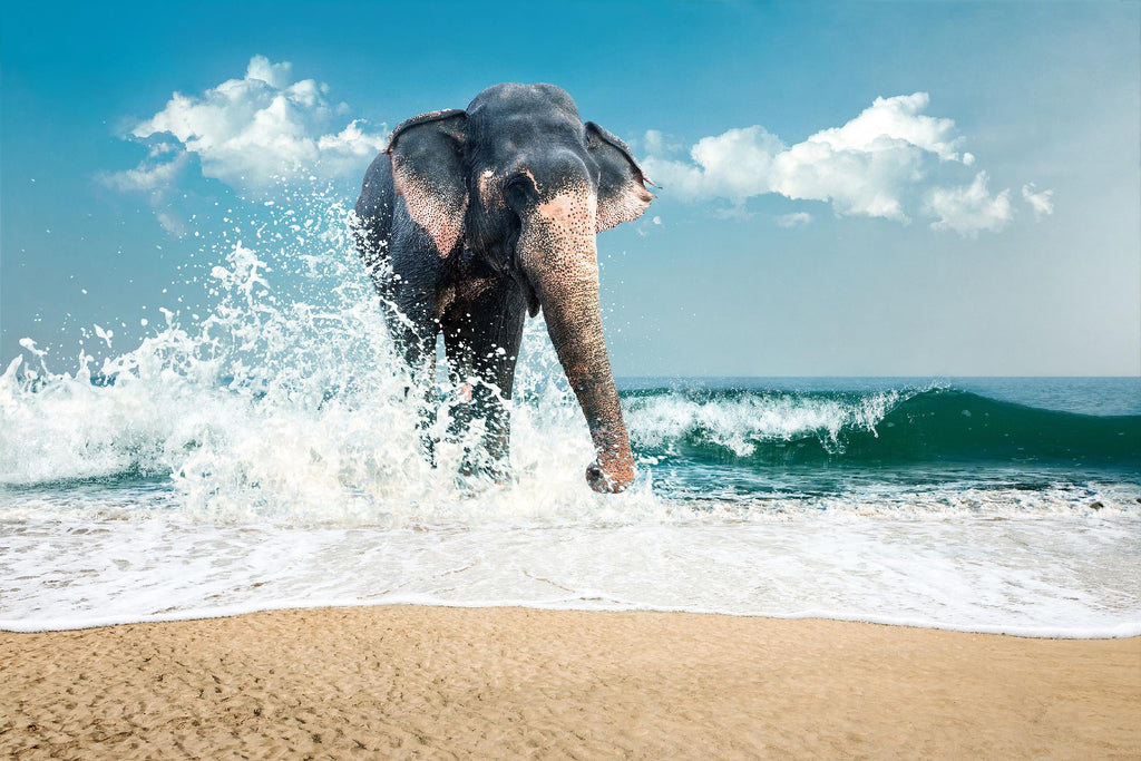Éléphant par PhotoINC Studio sur GIANT ART - photographie multicolore ; animaux