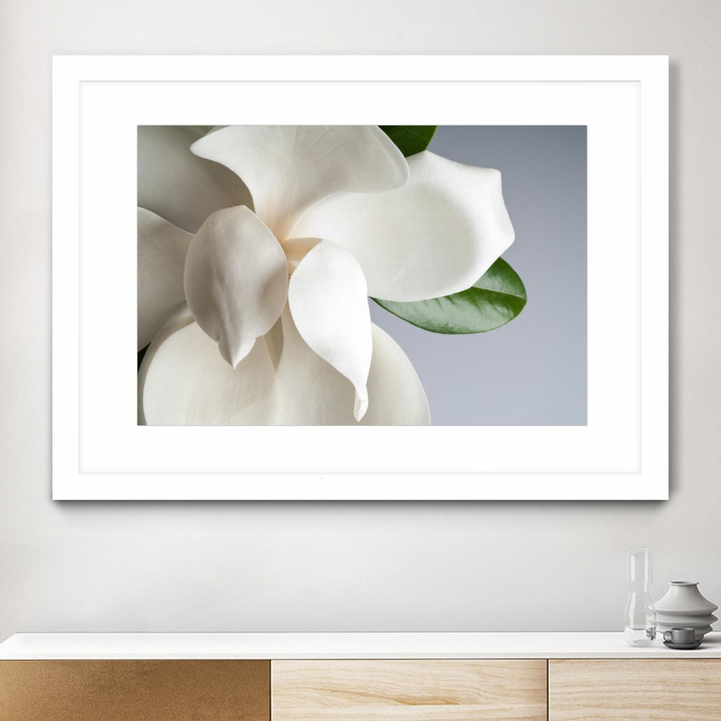 Magnolia by PhotoINC Studio on GIANT ART - multicolor photography; floral/still life