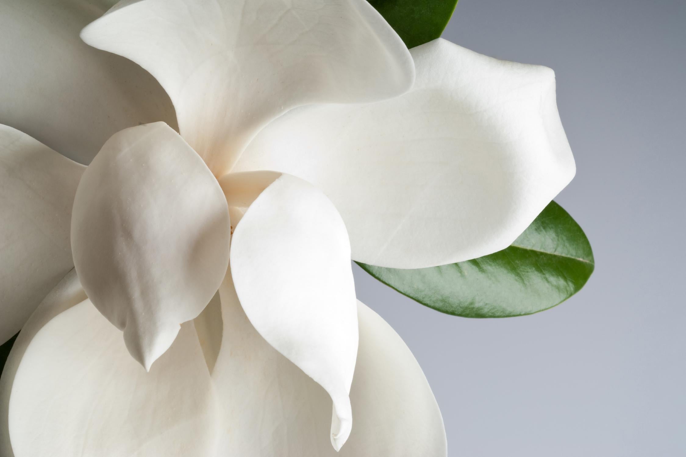 Magnolia by PhotoINC Studio on GIANT ART - multicolor photography; floral/still life