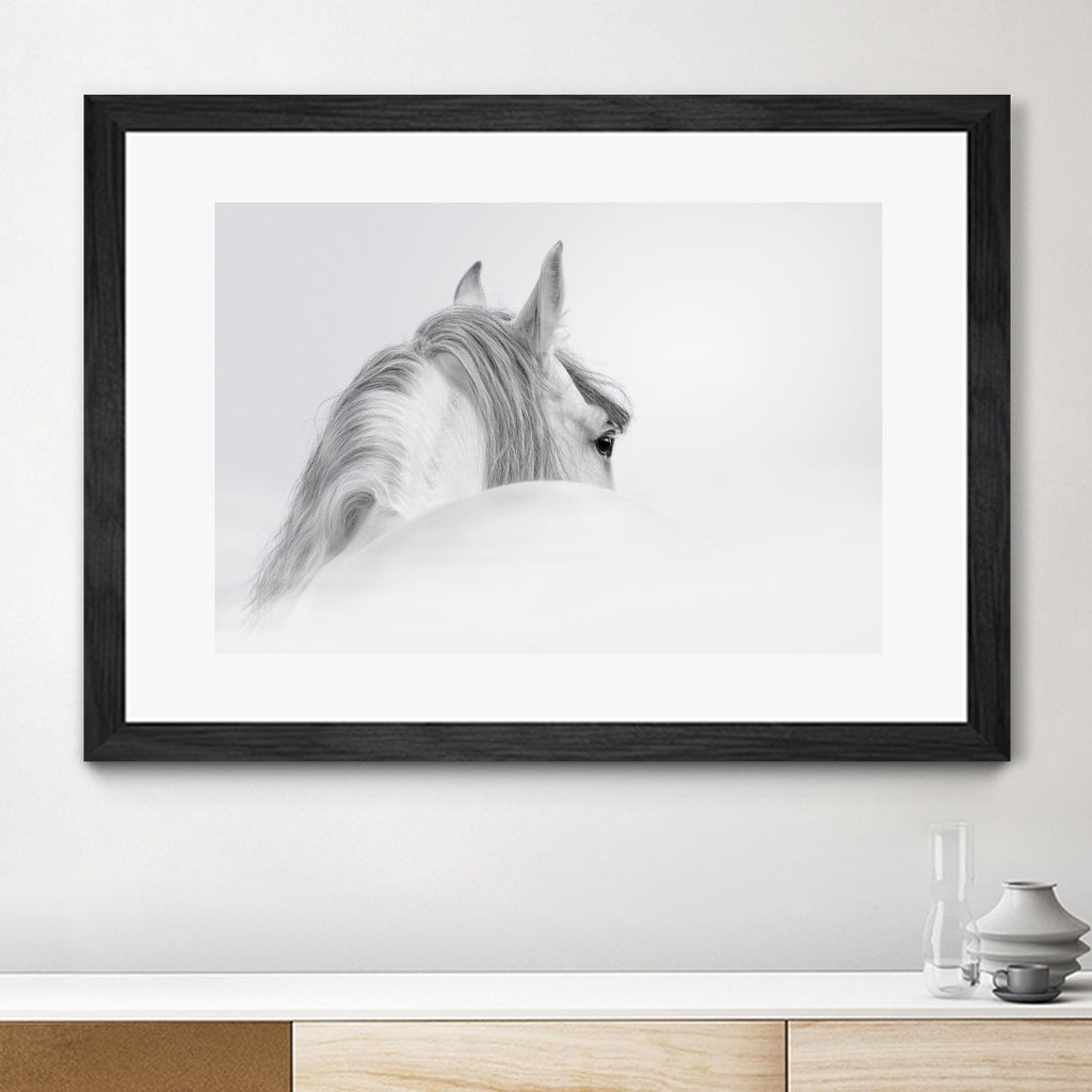 Cheval blanc par PhotoINC Studio sur GIANT ART - animaux multicolores