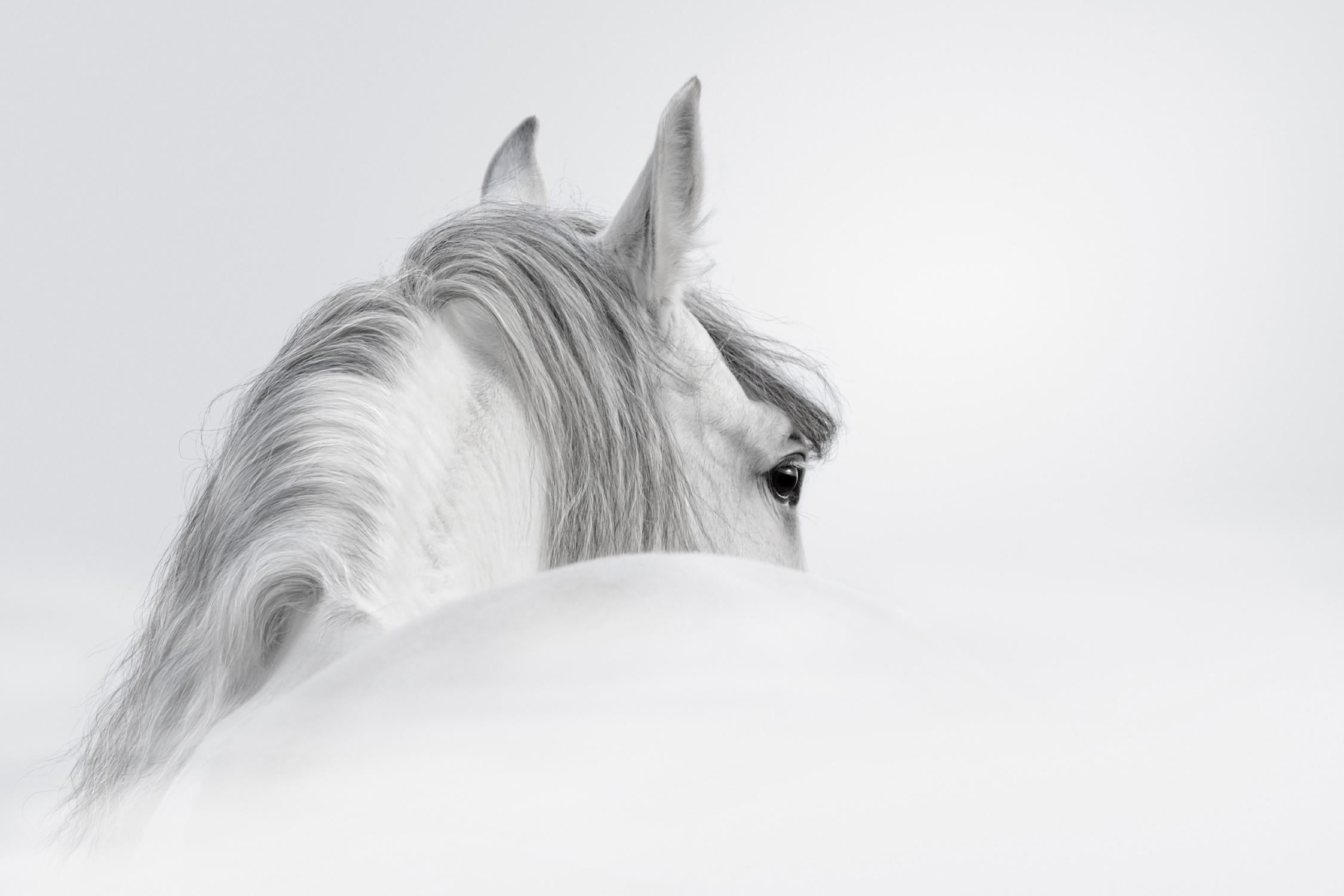 White Horse by PhotoINC Studio on GIANT ART - multicolor animals