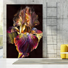 Iris by PhotoINC Studio on GIANT ART - multicolor photography; floral/still life