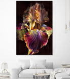 Iris by PhotoINC Studio on GIANT ART - multicolor photography; floral/still life