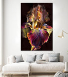 Iris by PhotoINC Studio on GIANT ART - multicolor photography; floral/still life