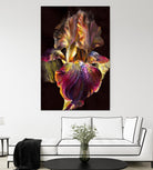 Iris by PhotoINC Studio on GIANT ART - multicolor photography; floral/still life