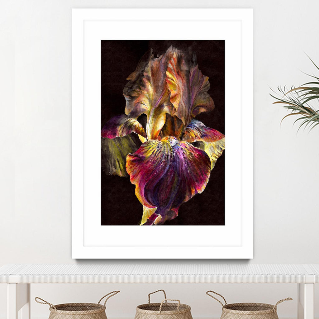 Iris by PhotoINC Studio on GIANT ART - multicolor photography; floral/still life