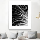 White Feather by Incado on GIANT ART - multicolor photography; floral/still life