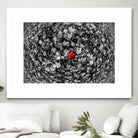 Alone by Vladimir Kostka on GIANT ART - multicolor photography; floral/still life