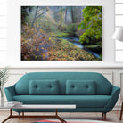 Snow in Fall by Tim Oldford on GIANT ART - multicolor photography; landscapes