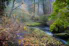 Snow in Fall by Tim Oldford on GIANT ART - multicolor photography; landscapes