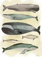 Whales by Pete Oswald on GIANT ART - multicolor animals