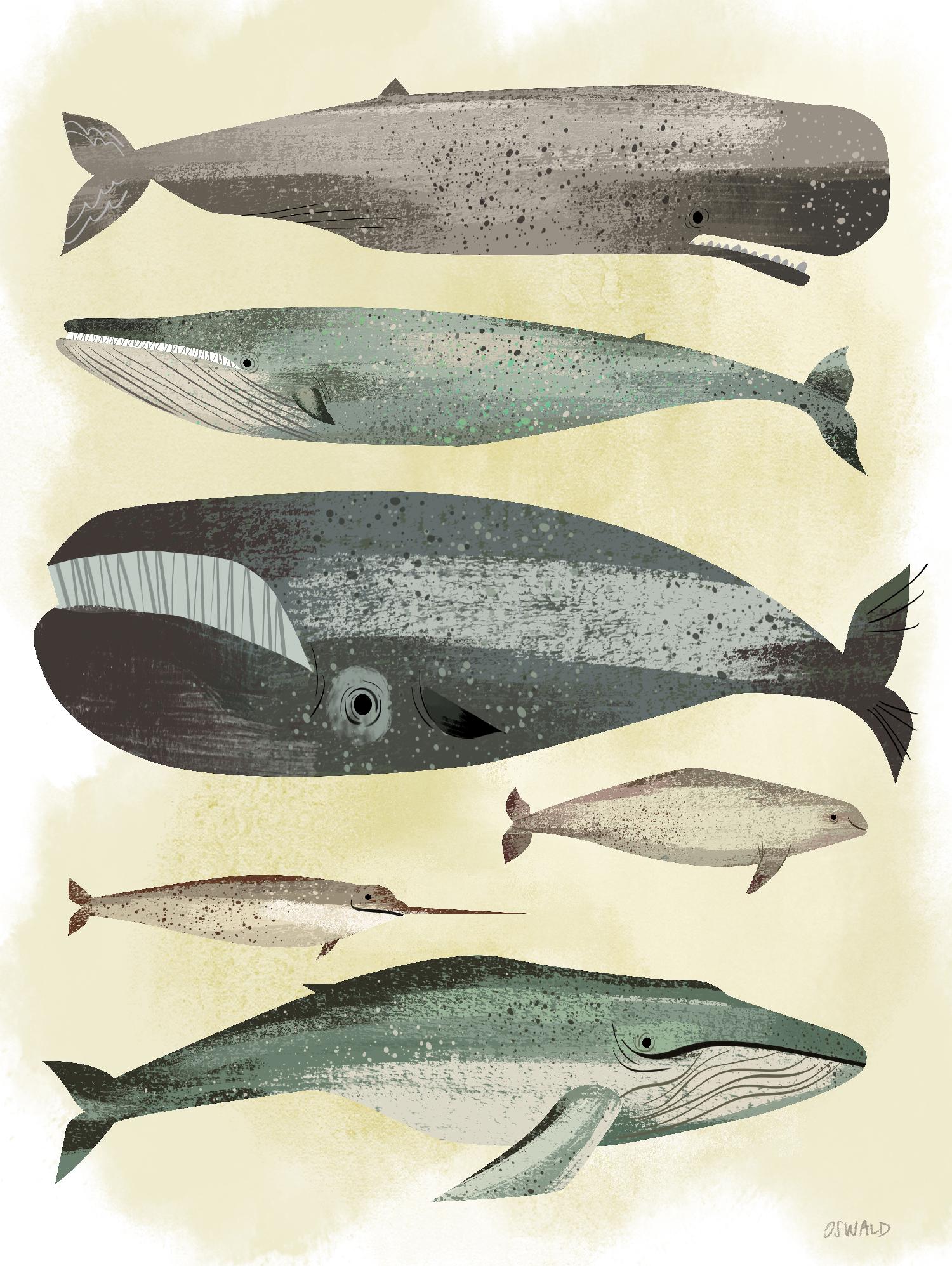 Baleines par Pete Oswald sur GIANT ART - animaux multicolores