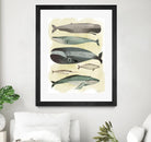 Whales by Pete Oswald on GIANT ART - multicolor animals