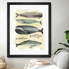 Whales by Pete Oswald on GIANT ART - multicolor animals