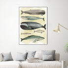 Whales by Pete Oswald on GIANT ART - multicolor animals