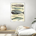 Whales by Pete Oswald on GIANT ART - multicolor animals