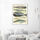 Whales by Pete Oswald on GIANT ART - multicolor animals