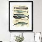 Whales by Pete Oswald on GIANT ART - multicolor animals