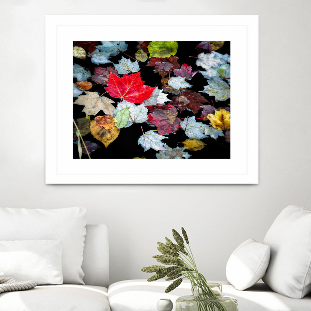 Autumn Leaves by David W. Pollard on GIANT ART - multicolor photography; contemporary