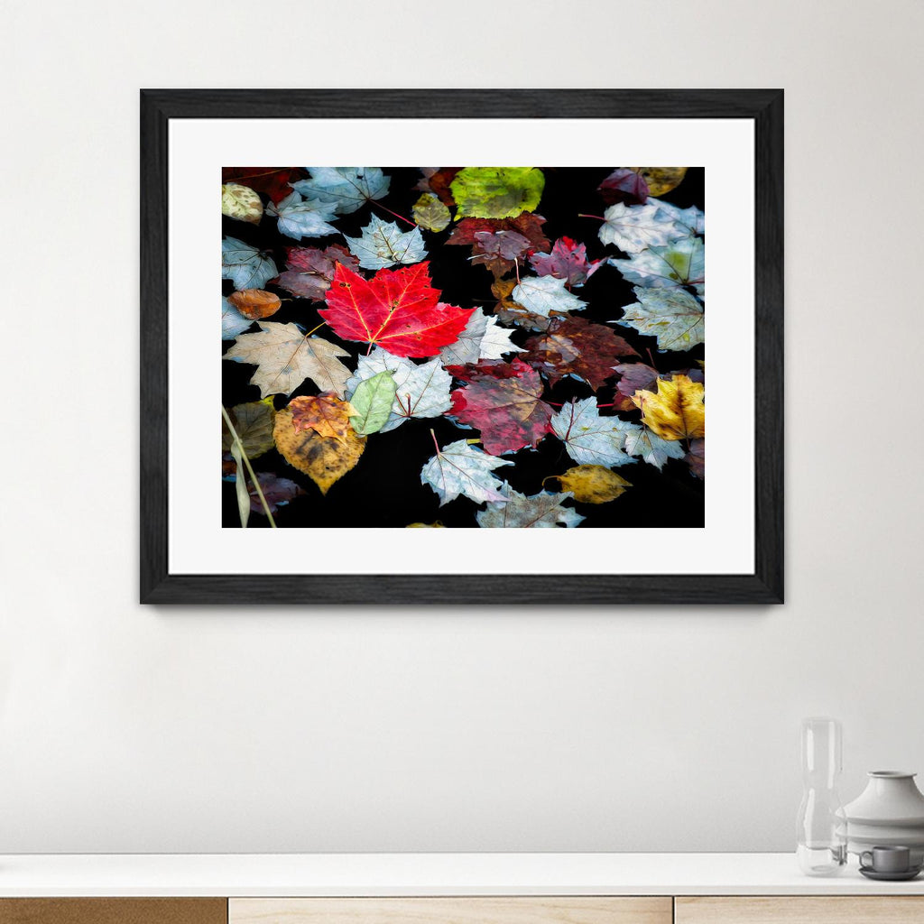 Autumn Leaves by David W. Pollard on GIANT ART - multicolor photography; contemporary