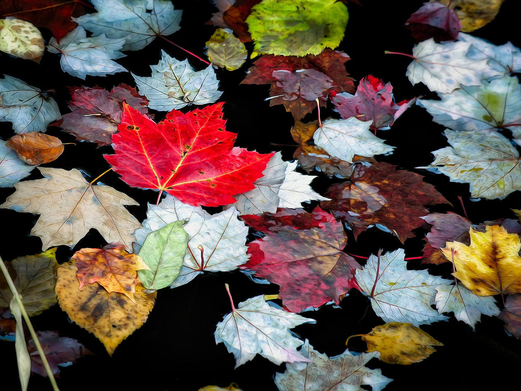 Autumn Leaves par David W. Pollard sur GIANT ART - photographie multicolore ; contemporain