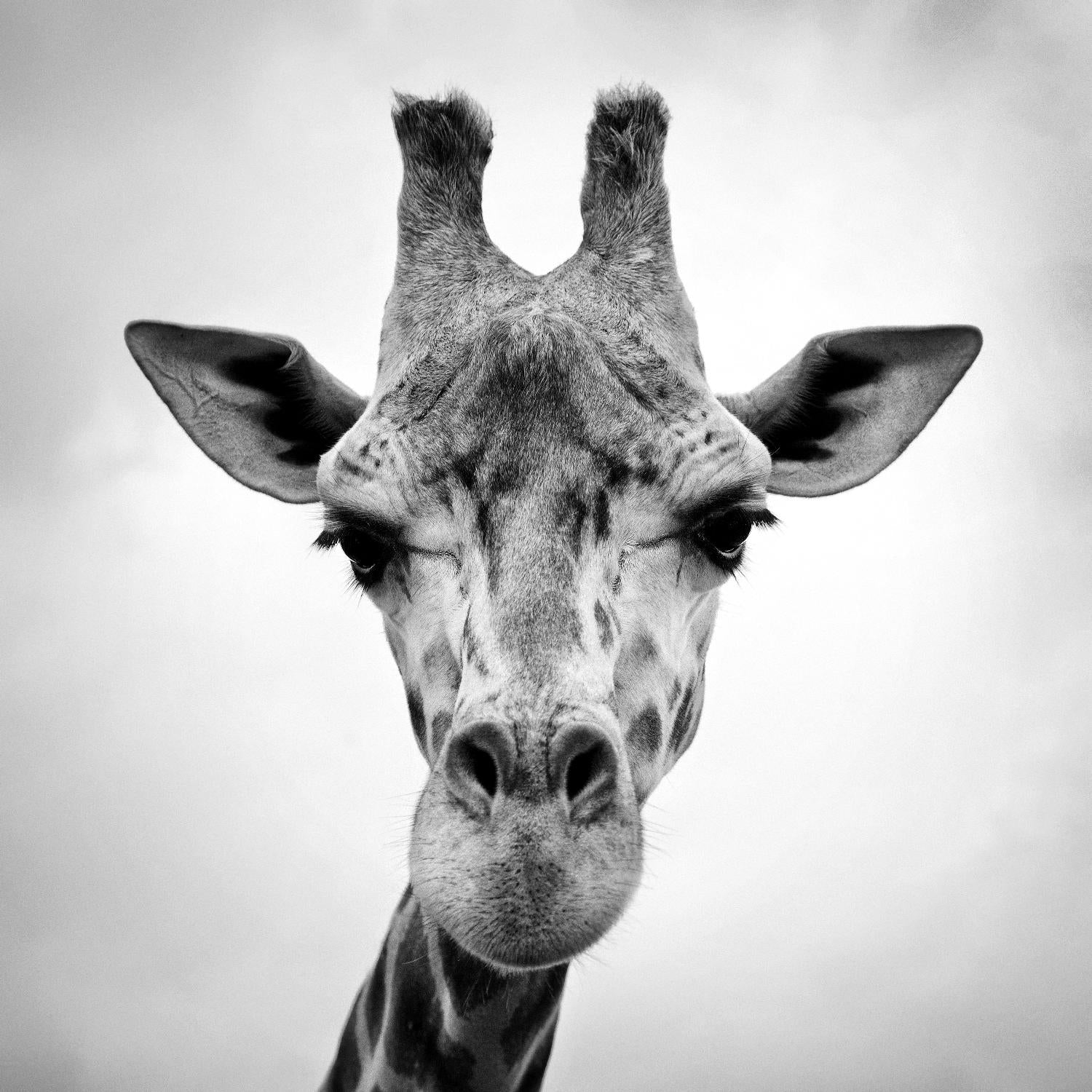 Girafe par PhotoINC Studio sur GIANT ART - animaux blancs