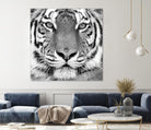 Tiger by PhotoINC Studio on GIANT ART - white animals