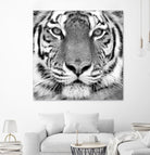 Tiger by PhotoINC Studio on GIANT ART - white animals
