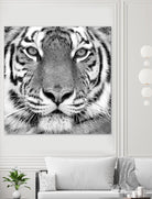 Tiger by PhotoINC Studio on GIANT ART - white animals