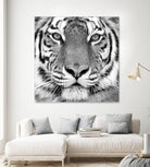 Tiger by PhotoINC Studio on GIANT ART - white animals