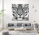 Tiger by PhotoINC Studio on GIANT ART - white animals
