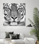 Tiger by PhotoINC Studio on GIANT ART - white animals