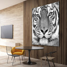 Tiger by PhotoINC Studio on GIANT ART - white animals
