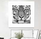 Tiger by PhotoINC Studio on GIANT ART - white animals