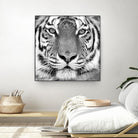 Tiger by PhotoINC Studio on GIANT ART - white animals