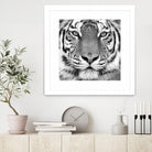 Tiger by PhotoINC Studio on GIANT ART - white animals