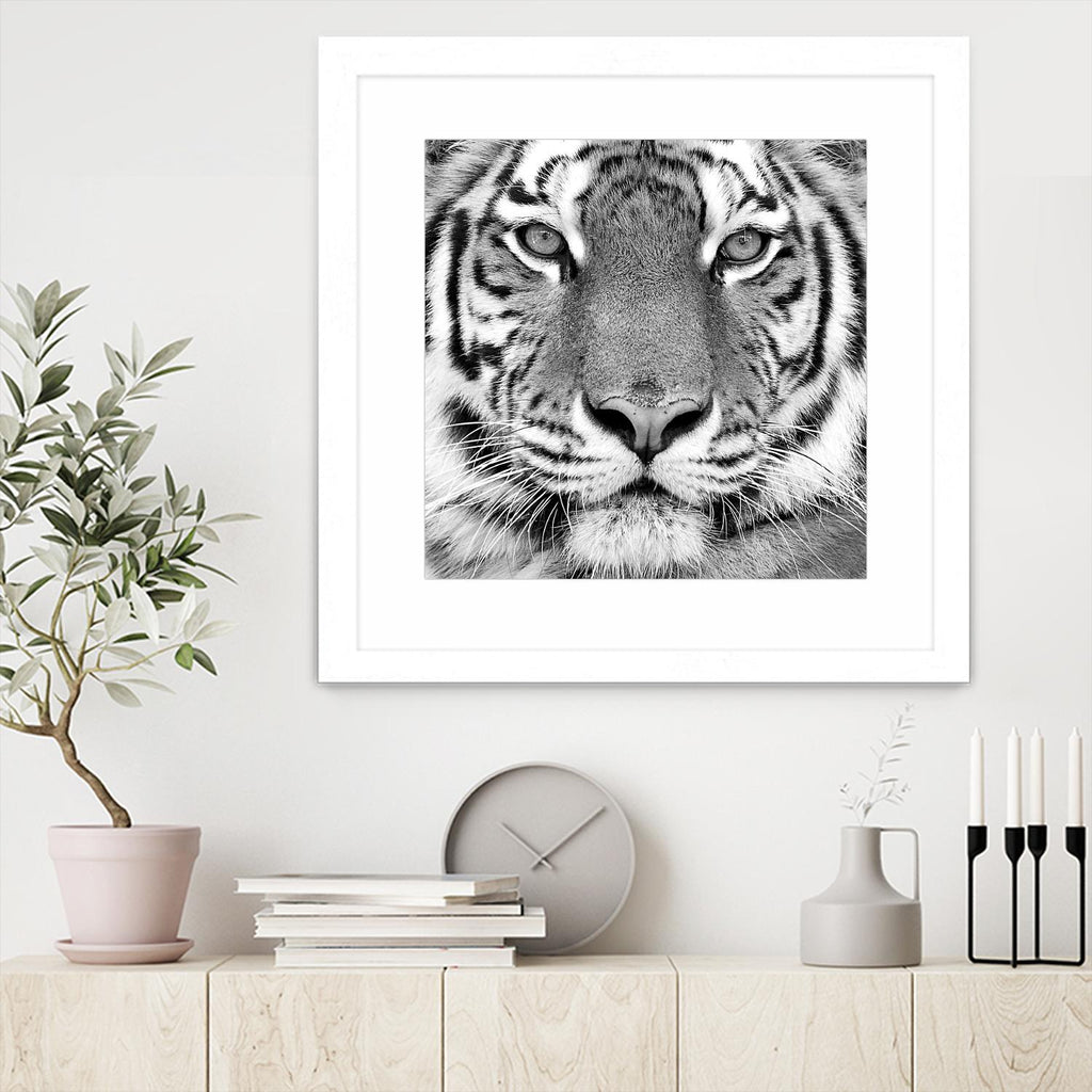 Tigre par PhotoINC Studio sur GIANT ART - animaux blancs