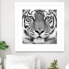 Tiger by PhotoINC Studio on GIANT ART - white animals