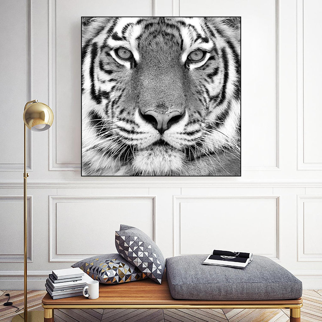 Tigre par PhotoINC Studio sur GIANT ART - animaux blancs