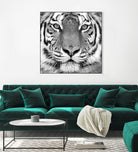 Tiger by PhotoINC Studio on GIANT ART - white animals